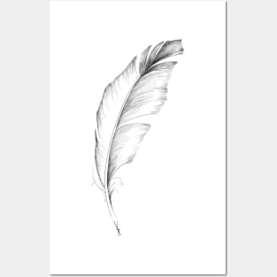 Feather sketch Posters and Art